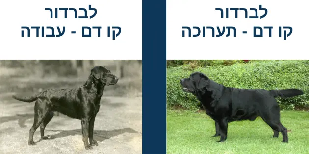 לברדור תערוכה VS לברדור עבודה