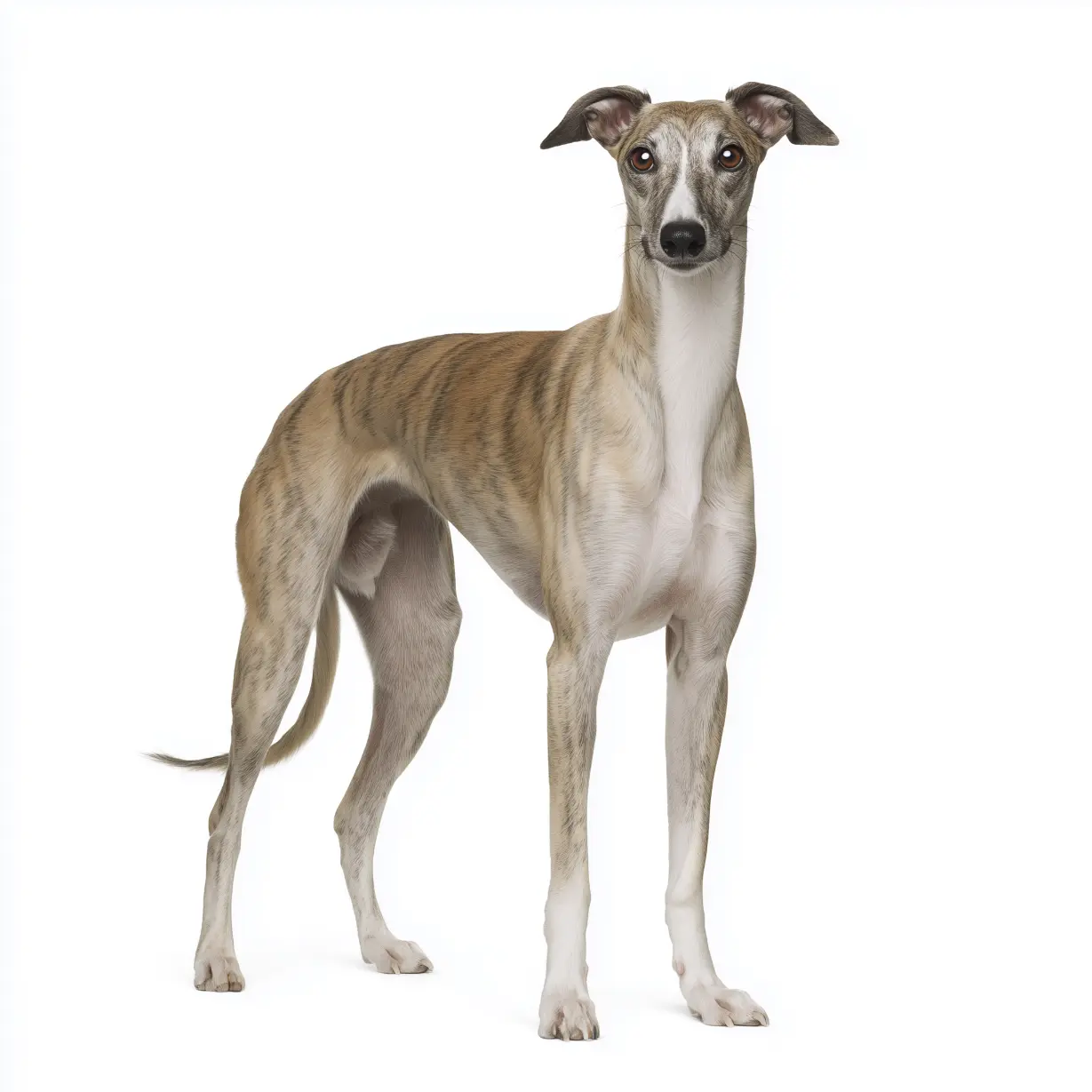 כלב וויפט בית הכלבים