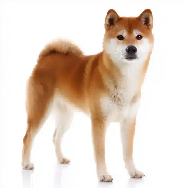 שיבה אינו גזעי בית הכלבים