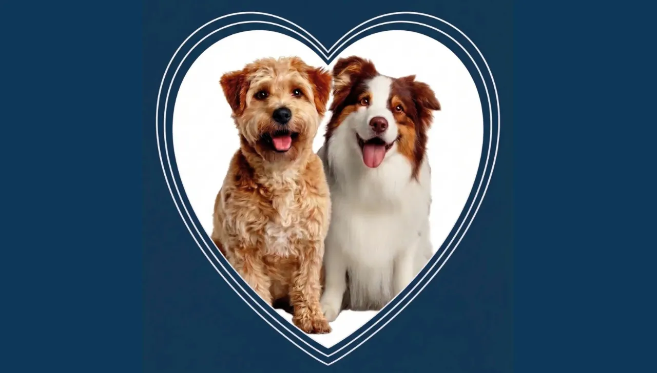 ביטוח מומלץ וזול לכלבים