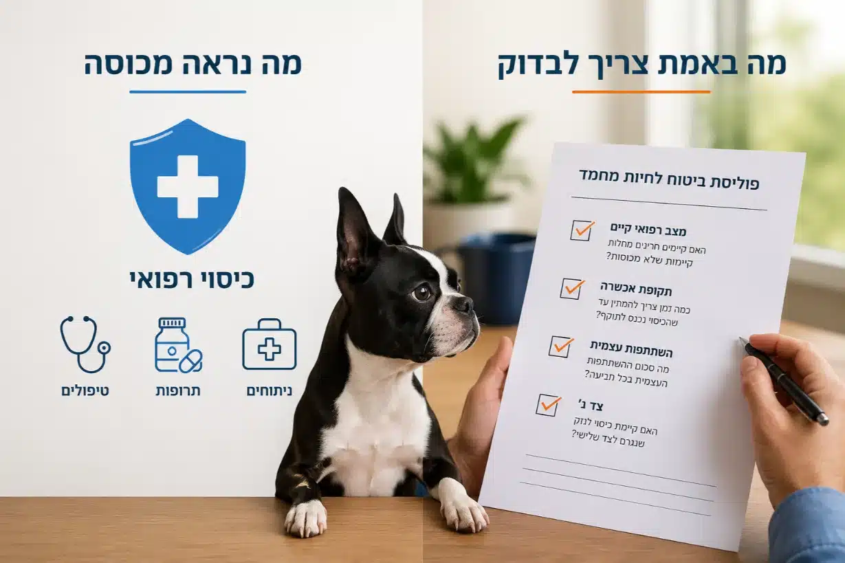 כלב בוסטון טרייר מביט במסמך המפרט מה צריך לבדוק כאשר משווים ביטוח בריאות לכלב.