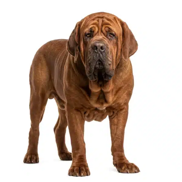 korean mastiff dosa inu