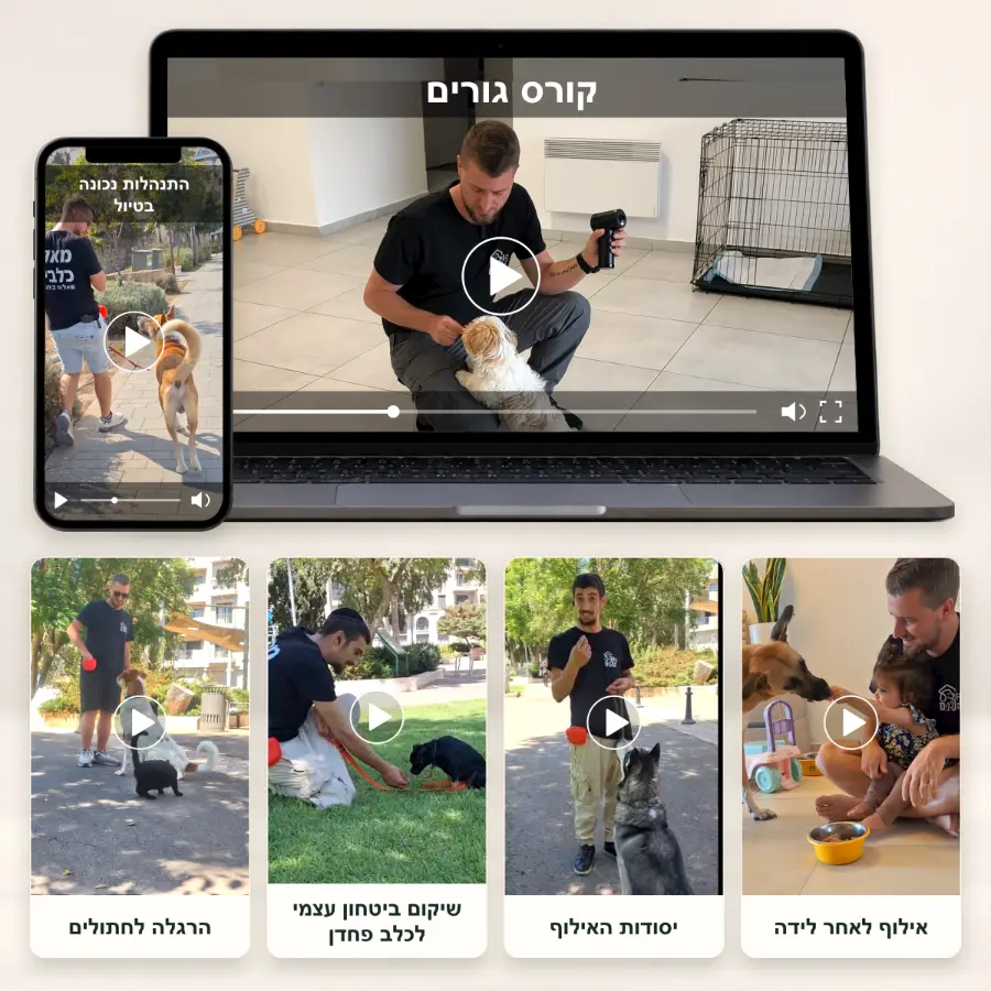 מוקאפ קורסים לאילוף כלבים אונליין דסקטופ